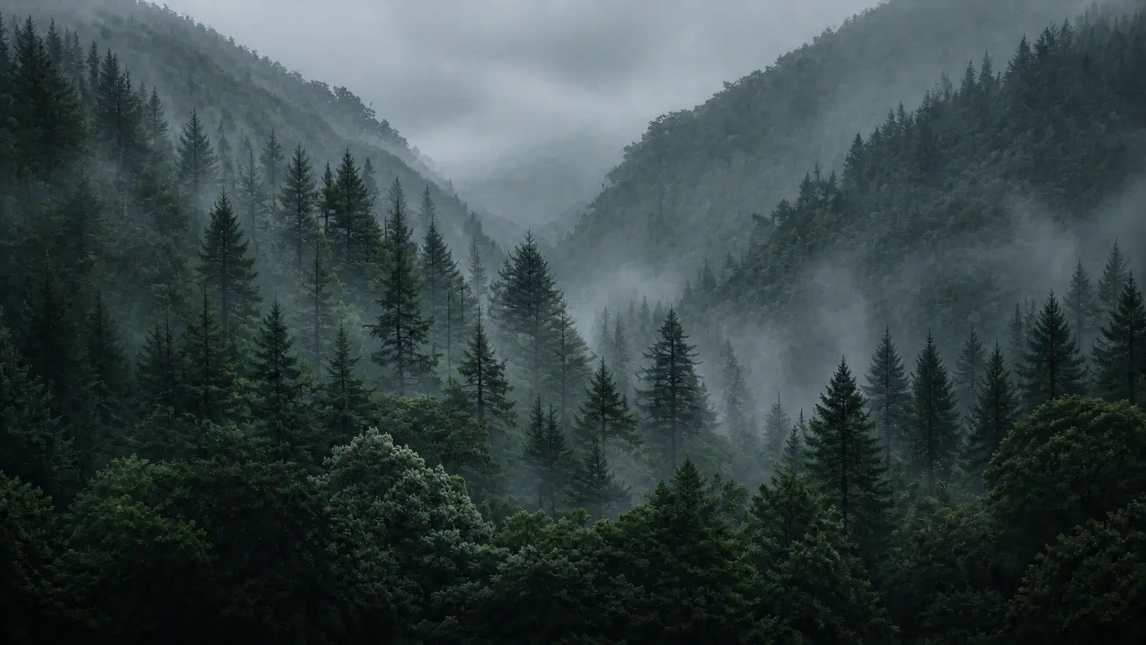 Mountain forest wrapped in mist